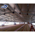 China low cost steel poultry farming chicken house shed with equipment automatic